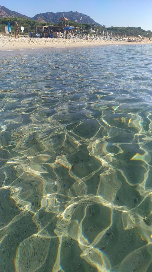 Ginepro Sardegna Mare Blu