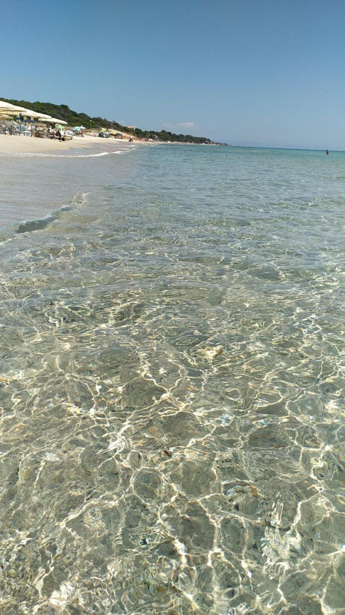 Ginepro Sardegna Mare Blu *